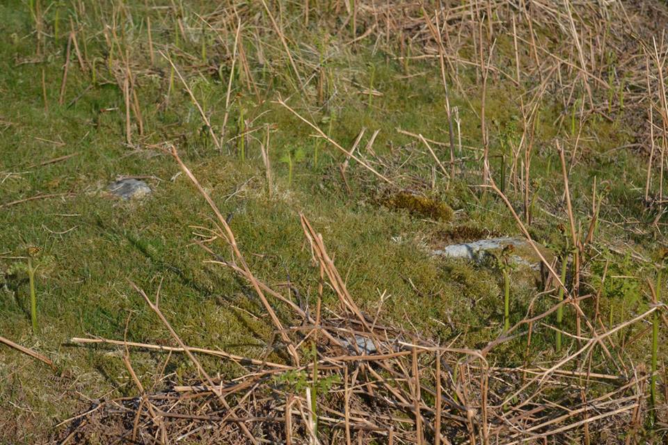 Gro Hill Clearance Cairn 10