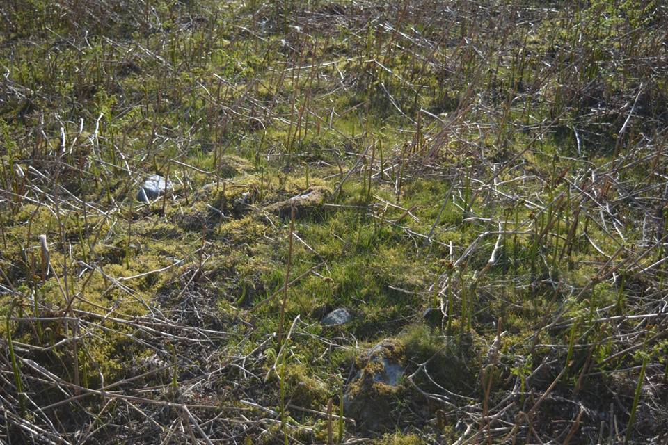 Gro Hill Clearance Cairn 11