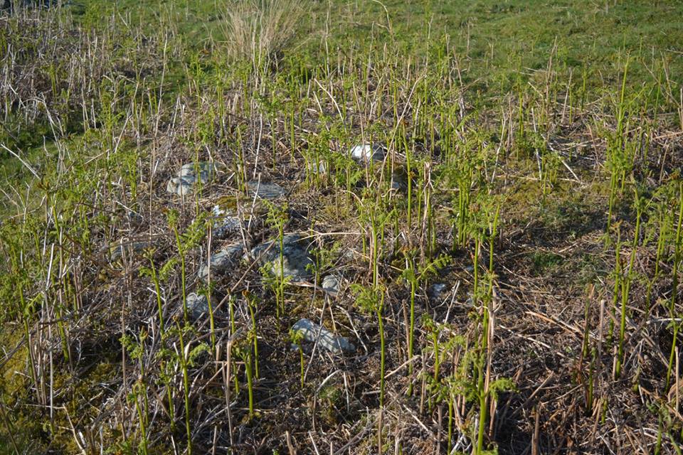 Gro Hill Clearance Cairn 12