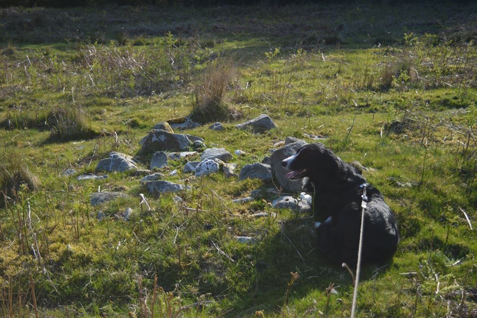 Gro Hill Clearance Cairn 20