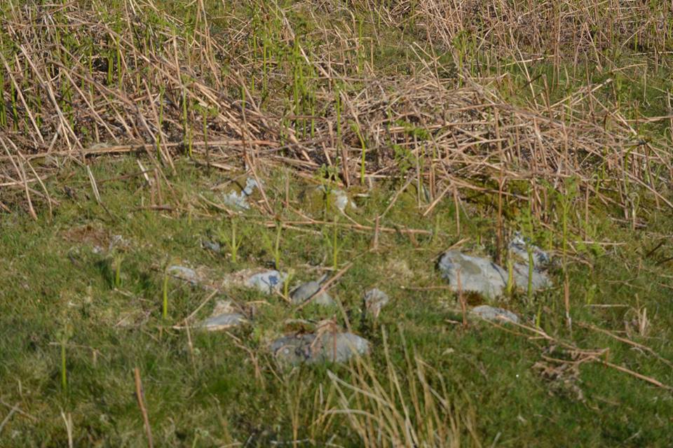 Gro Hill Clearance Cairn 9